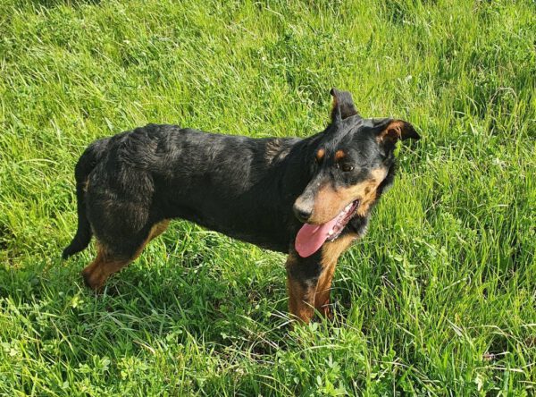 Mimi in het gras