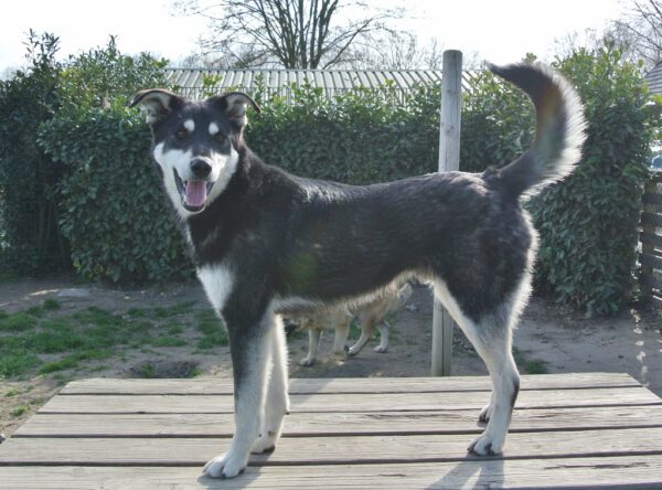 Smily leuke husky mix