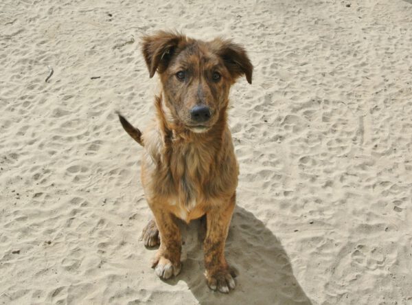 Puppy Thor met tijgervachtje