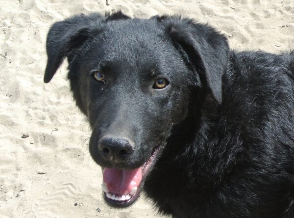 Tigu zwarte retriever mix