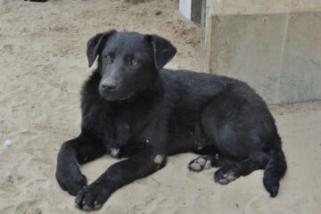 Pup Tisa half jaar oud