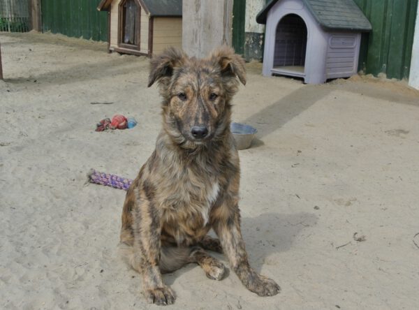 Puppy Tobi met tijgervelletje