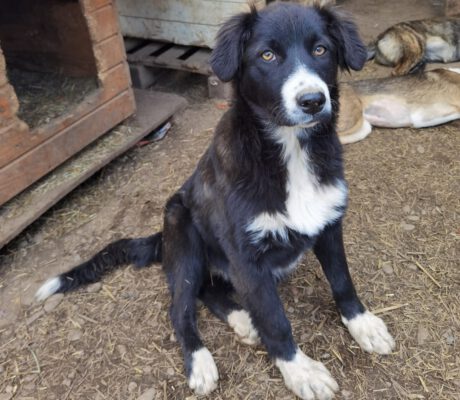 Pup Chloe met wit snoetje