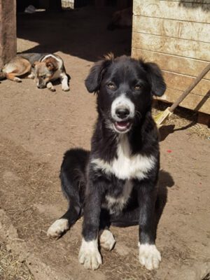 Pup Chloe met wit snoetje