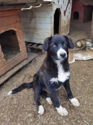 Pup Chloe met wit snoetje