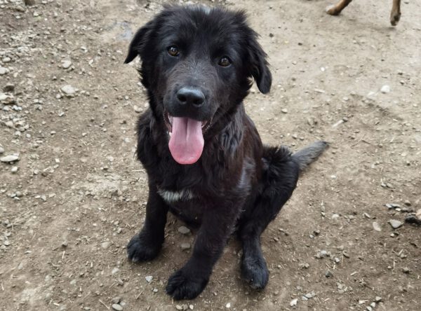 Pup Dumbo leuke jongen