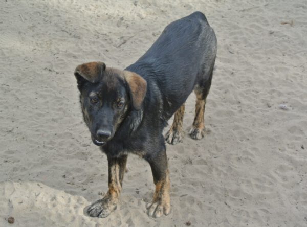 Pup Leila wil een baasje