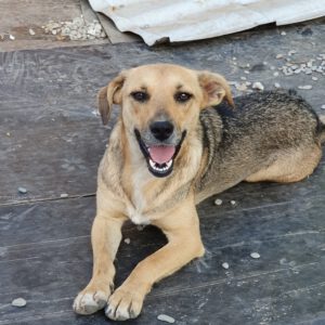 Hondje Mara blij in het asiel