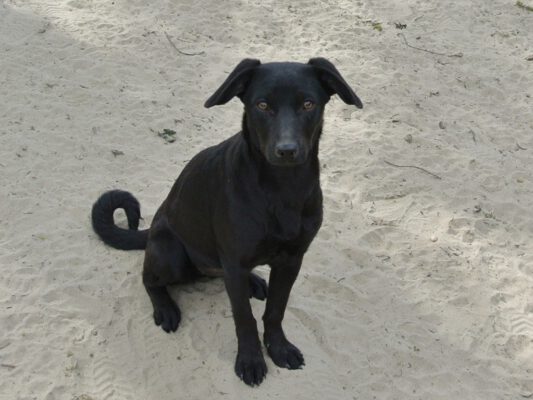 Pup Mara zwart hondje