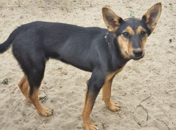 Pup Marina met leuke oren