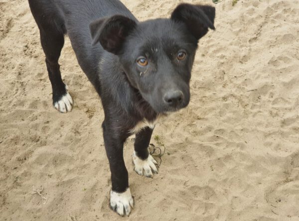 Puppy Merida zwart met witte teentjes