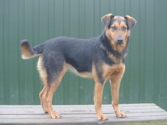 Miranda leuke jonge hond