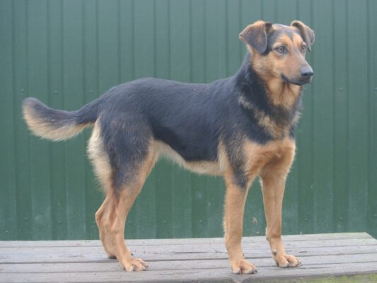 Miranda leuke jonge hond