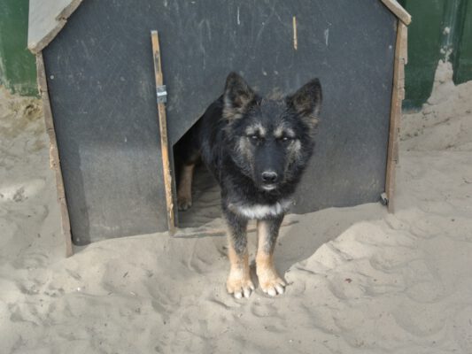 Pup Misa in het hondenhokje