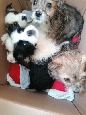 Puppy's gevonden in kartonnen doos