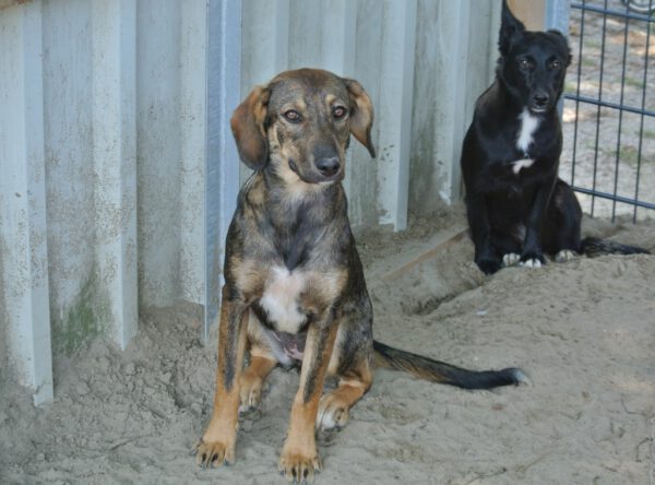 Lieve Gilda zoekt baasjes