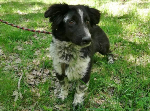 Kleine Kramer rustig hondje