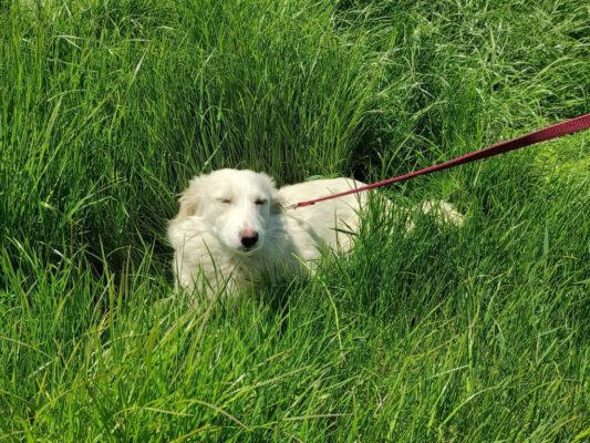 Hondje Luna in het gras