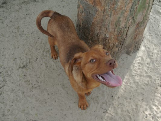 Pup Tibru big smile