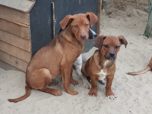 Puppies Tibru en Tisa