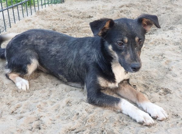 Hondje Fame verdient baasje