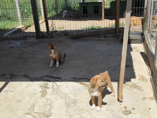 Puppies Ina en Ilda in het asiel