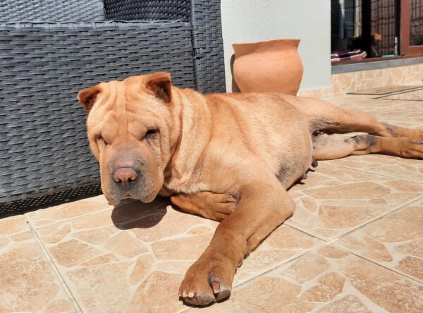 Lady sharpei mix