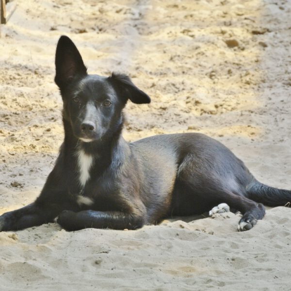 Home - Stichting SOS Dogs Nederland