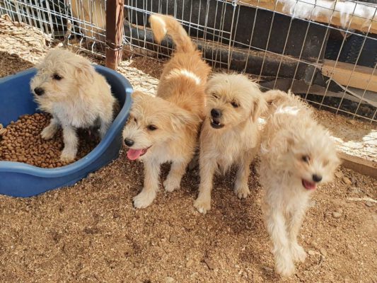 S-pups in het asiel in Roemenïë