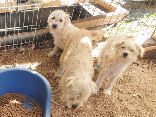 S-pups in het asiel in Roemenïë