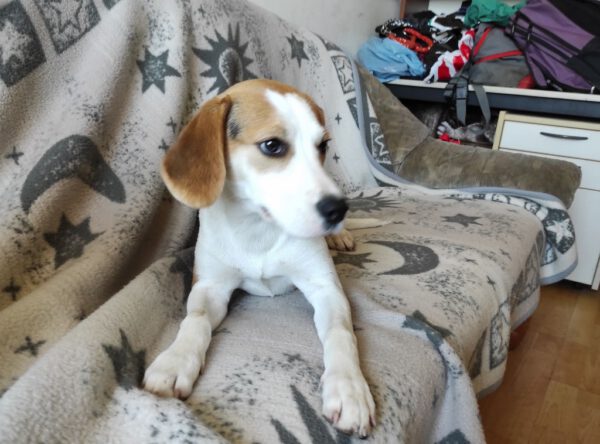 Pup Szocske beagle mix