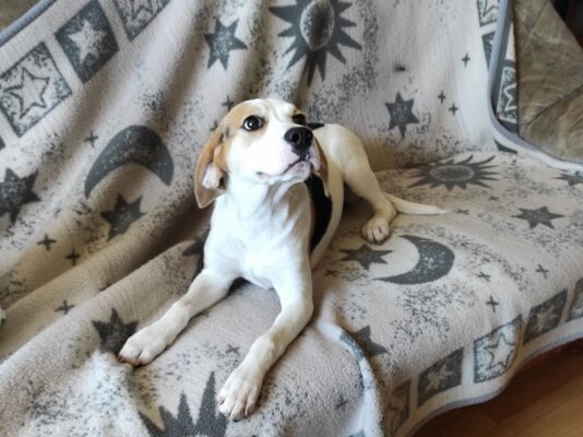 Pup Szocske beagle mix