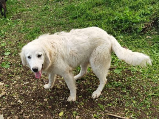 Vincent blonde jonge hond