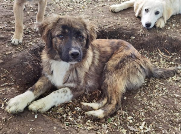 Pup Augustus in het asiel