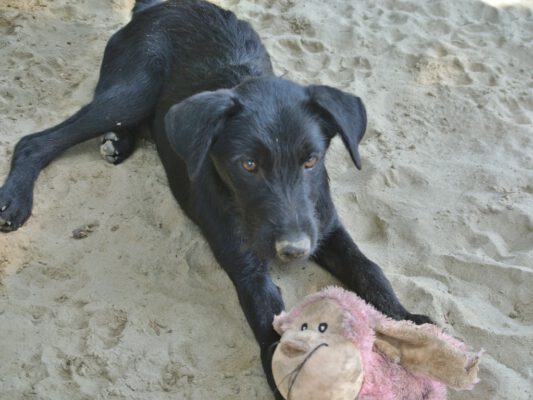 Pup Irinel met zijn speeltje