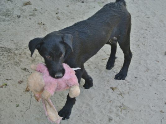 Pup Irinel en zijn speeltje