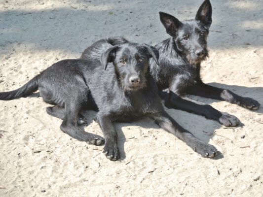 Zwarte puppies Irinel en Irina