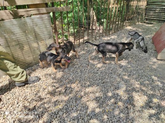 Z-puppies in het asiel in Roemenië