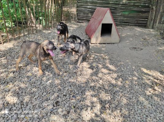 Z-puppies in het asiel in Roemenië