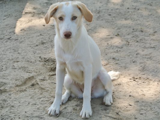 Pup Dolly mooie witte hond