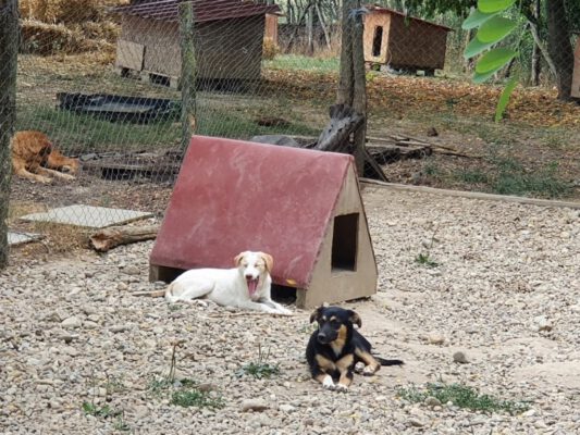 Pups Dolly en Doina