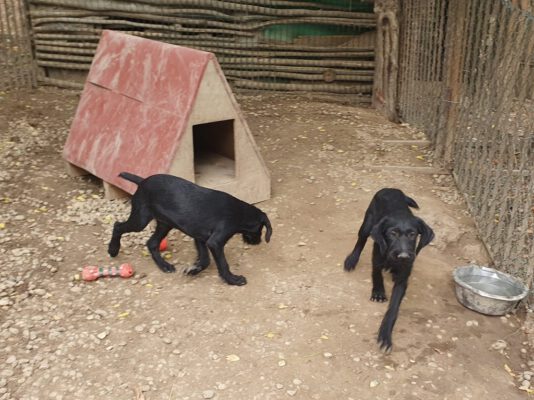 N-pups zwarte hondjes met snorretjes