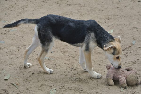 Pup Simon met speeltje