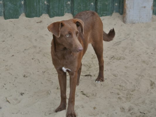 Anila slanke bruine hond