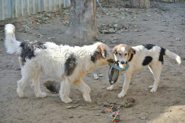 Pups Masai en Shaffy aan het spelen