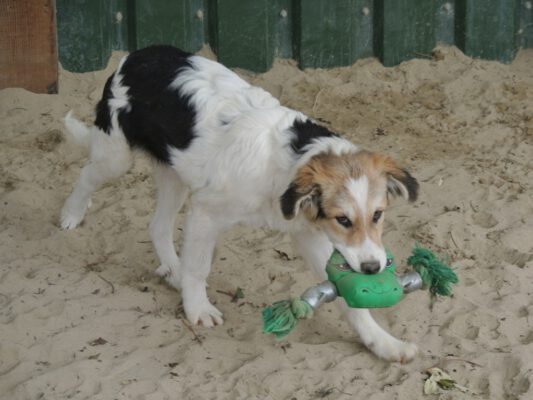 Pup Shaffy met zijn speeltje