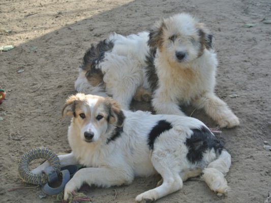 Pups Shaffy en Masai dikke vriendjes