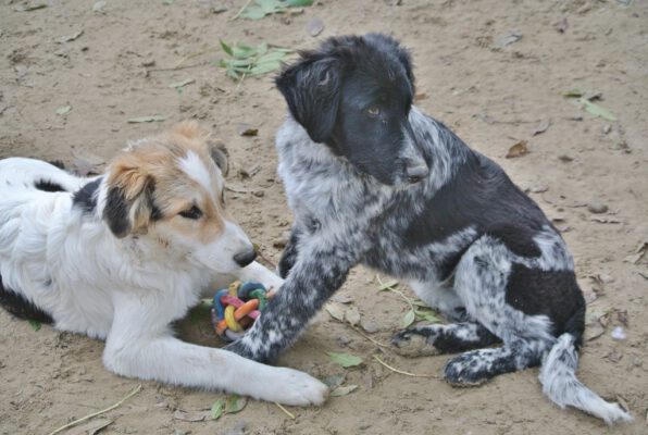 Puppies spelen in het zand