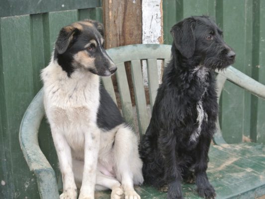 Pups Sienna en Nelly