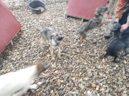 Puppies spelen buiten in het asiel